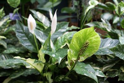 Spathiphyllum wallis
